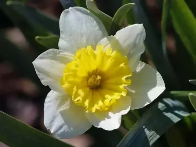 Guía Definitiva para el Cuidado de los Narcisos: Secretos para una Floración Espectacular