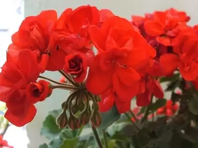 Guía Definitiva para el Cultivo de Geranios en Interiores