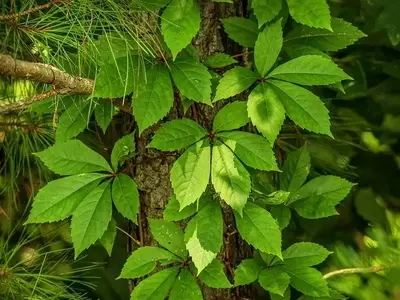 Descubre los Secretos del Cultivo y Cuidado de la Parra Virgen