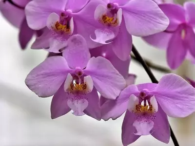 Consejos Esenciales para el Cuidado de Orquídeas Durante el Verano