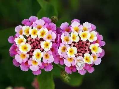 Cultivo y Propagación de la Lantana: Una Guía Esencial