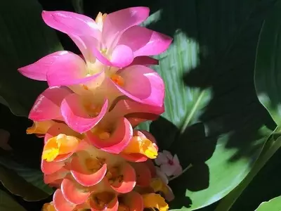 Descubre el Arte de Cultivar Cúrcuma Fresca en tu Hogar