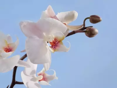 Guía Completa para el Cuidado de Orquídeas en la Estación Fría