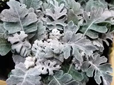 La Cineraria Marítima: Un Tesoro Plateado para tu Jardín