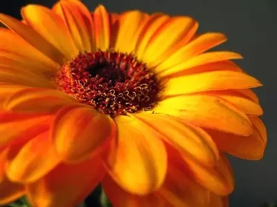 Guía Completa para el Cultivo y Cuidado de la Gerbera