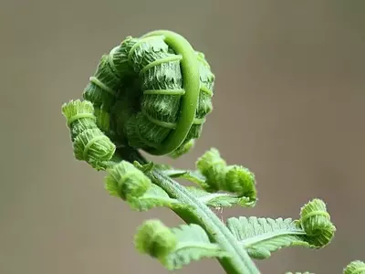Guía Completa para el Cultivo y Propagación de Helechos