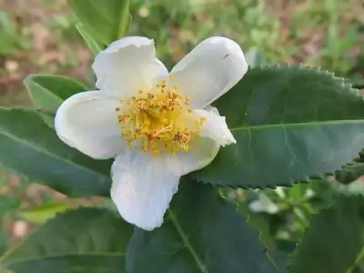 Guía Definitiva para el Cultivo Exitoso de la Planta de Té Rojo