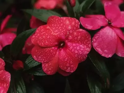 Guía Completa para el Cuidado Invernal de las Impatiens