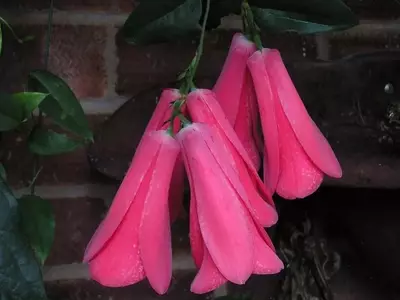 Guía Completa para Cultivar Copihue en Casa: La Elegancia de la Flor Nacional Chilena