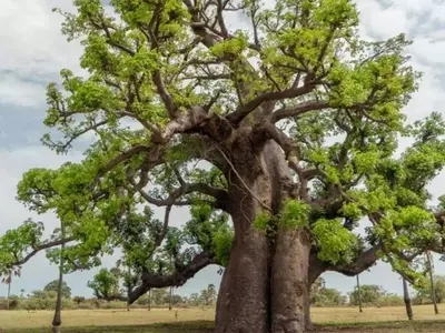 Descubre el Baobab: Un Árbol Milenario y Cómo Cultivarlo en Casa