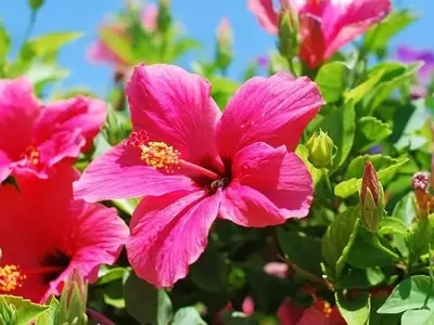 Guía Definitiva para el Cultivo Exitoso del Hibisco
