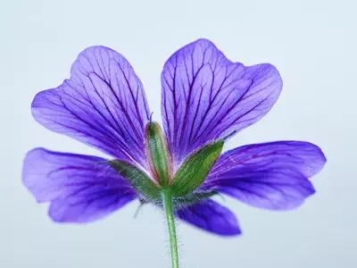 Guía Completa para el Cuidado y Cultivo de Violetas
