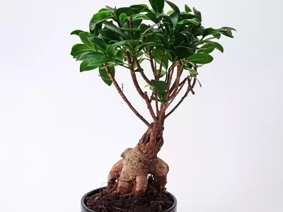 Dominando el Arte del Bonsái Ficus: Una Guía Completa para su Cuidado y Estilizado
