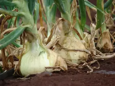 Guía Completa para el Cultivo y Cuidado de Cebollas en el Huerto