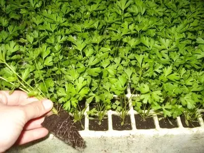 Dominando el Cultivo de Apio: Una Guía Esencial para Jardineros Audaces