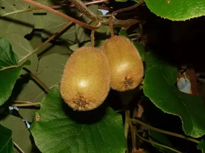 Cultivo de Kiwi: Guía Esencial para una Cosecha Exitosa