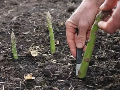Guía Completa para el Cultivo Exitoso de Espárragos
