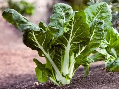 Cultivo Exitoso de Acelgas: Guía Completa para un Huerto Productivo