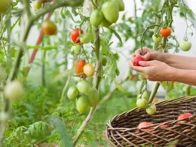 Guía Completa para el Cultivo Exitoso de Tomates en el Jardín