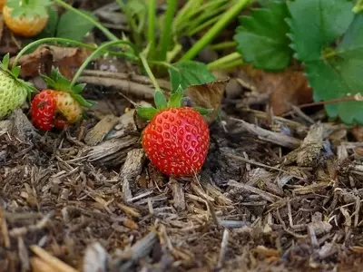 Guía Completa para el Cultivo Exitoso de Fresas de Raíz Desnuda
