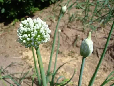 Descubriendo la Escalonia: Cultivo y Deleite Culinario