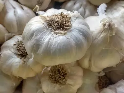 Estrategias para la Conservación Óptima del Ajo: Mantén su Frescura y Sabor por Más Tiempo