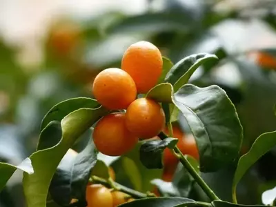 Cultivo Exitoso del Naranjo Chino: Guía Completa