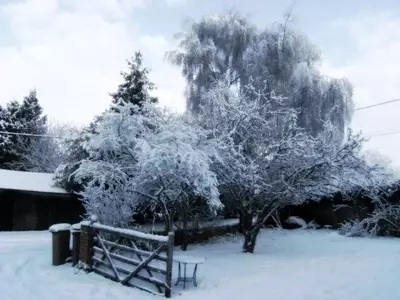 Transforma tu Jardín en un Oasis Invernal: Ideas y Consejos