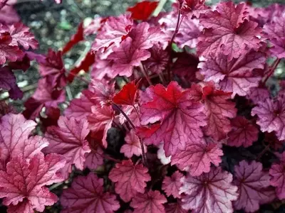 Embellishing Your Garden with Heucheras: Design Tips and Combinations