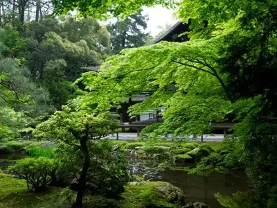 Armonizando el Jardín: Principios del Feng Shui para un Espacio Exterior Equilibrado