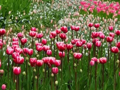 Revitaliza tu Jardín: Ideas Frescas para la Primavera