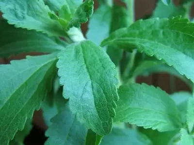 Guía Completa para el Cultivo y Cuidado de la Stevia en el Hogar