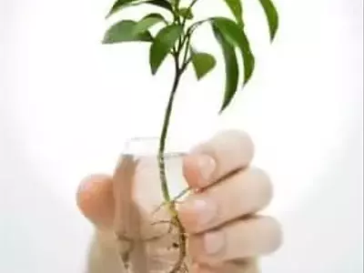 El Arte de Cultivar Plantas en Agua: Una Guía Completa para Jardineros Modernos