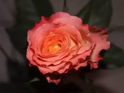 Cultivo y Propagación de Rosales: Una Guía Completa