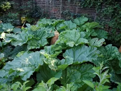 Guía Completa para el Cultivo Exitoso del Ruibarbo