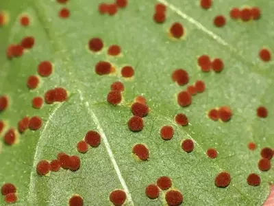 Combatiendo el Reino Fúngico: Guía Definitiva para la Salud de tus Plantas