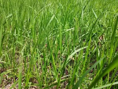 Estrategias Efectivas para el Control de Malezas en su Jardín