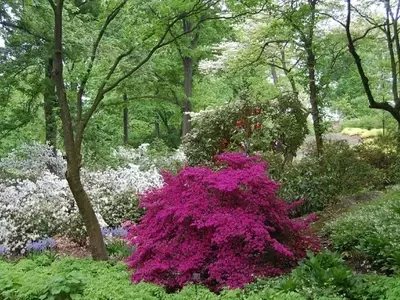 Sistemas de Riego para Jardines: Guía Completa