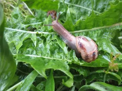 Estrategias Efectivas para el Control de Caracoles en Jardines y Huertos