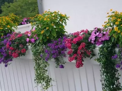 Guía Esencial para Embellecer tu Balcón con Plantas