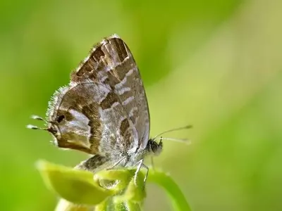 Combatiendo al Taladro del Geranio: Estrategias para Proteger tus Plantas