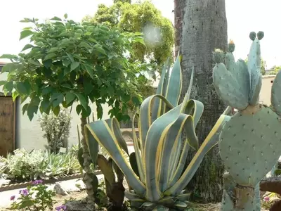 Diseño de Jardines Desérticos: Una Guía para Cultivar Cactáceas y Crasas