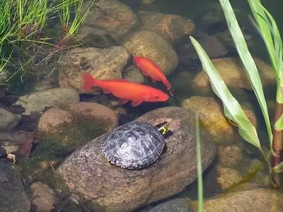 Guía Definitiva para el Cuidado de Tortugas Acuáticas en Estanques