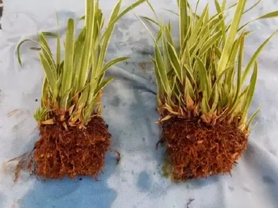 Guía Completa para la Propagación de Plantas por División