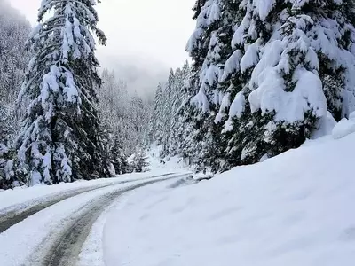Guía para Seleccionar el Abeto Ideal esta Navidad