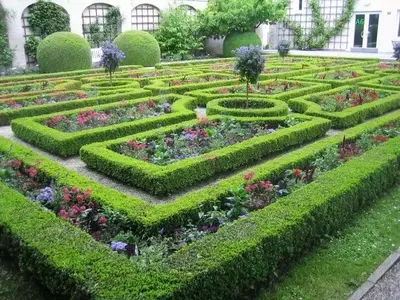 Guía Definitiva para la Selección de Plantas para Setos en su Jardín