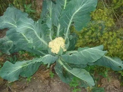 Cultivo Exitoso de Coliflor: Guía Completa para el Horticultor