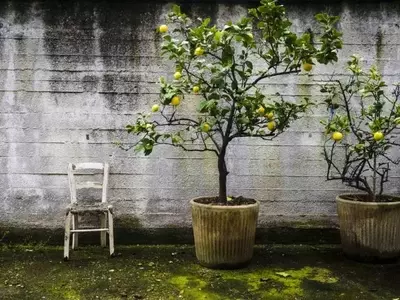 Cultivo y Mantenimiento Esencial del Limonero en Maceta