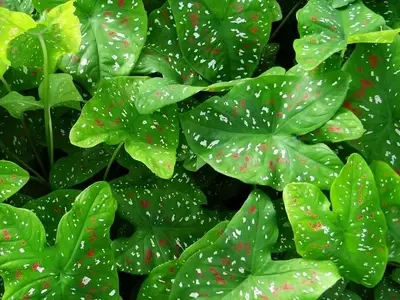 La Transpiración Vegetal: Un Fenómeno Vital y Cómo Entenderlo