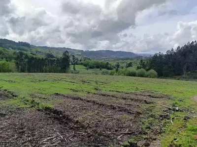 Eucalipto: Balance entre Economía y Sostenibilidad Ambiental